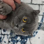 Ali