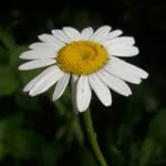 Melike