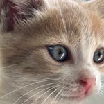 Furkan