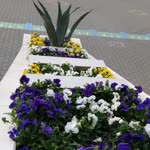 Halil