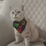 Melek