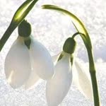 Aynur