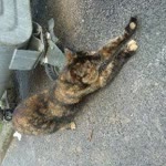 Hatice