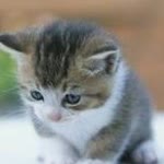 Pelin