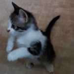 Ceren
