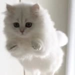 Kübra