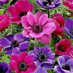 Ebru