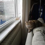 Erol