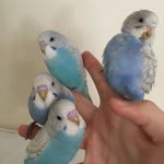 Tarik