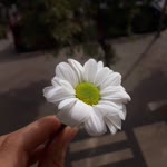 Sümeyra