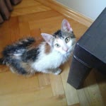 Deniz