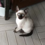 Nazlı