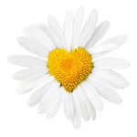 Buse