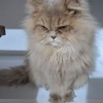 Hatice