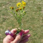 Maral