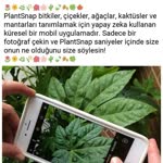 Emine
