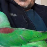 Erdem