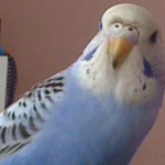 Squirtel