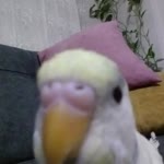 Dilan
