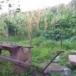 Songul