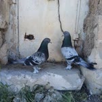 Profil fotoğrafı