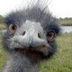Salih