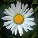 Fatma