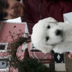 Gülhan