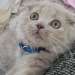 Banu