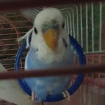 Halil
