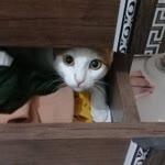 Zeynep
