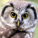 Bayram