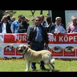 Murat