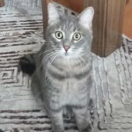 Nilüfer