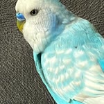 Volkan