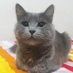 Fatma