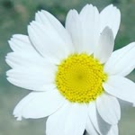 Damla