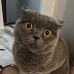 Gökhan