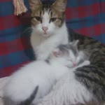 Tülin