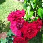 Selda