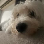 Hazel