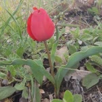 Murat