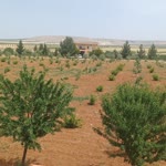 Sedat