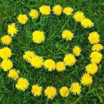 Sibel