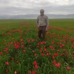 Şaban