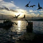 Birgül