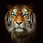 Profil fotoğrafı
