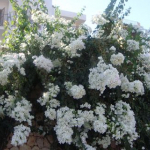 Tuna
