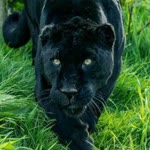 Musab