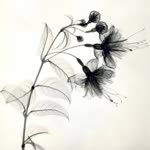Rabia